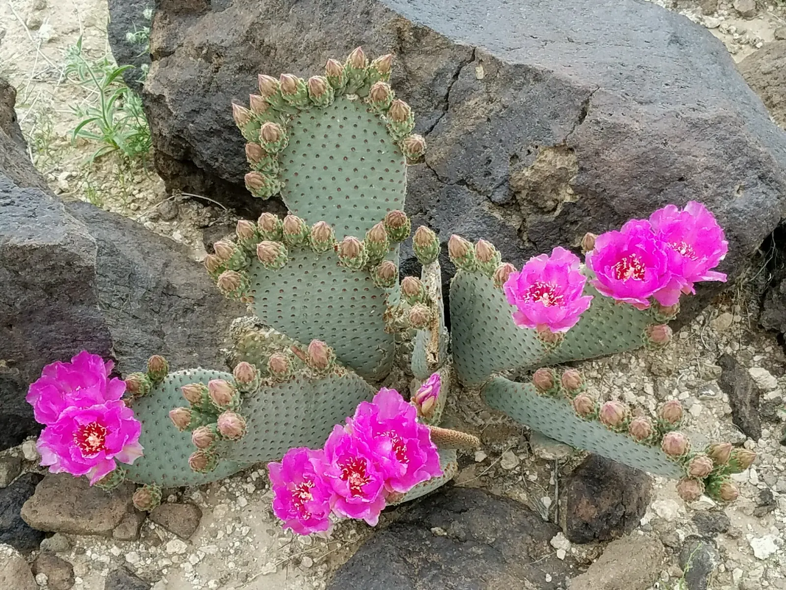 Beavertail Prickly Pear Cactus (Opuntia Basilaris) — scientifically named Opuntia basilaris; these bluish-green paddles are dotted with small, image 60