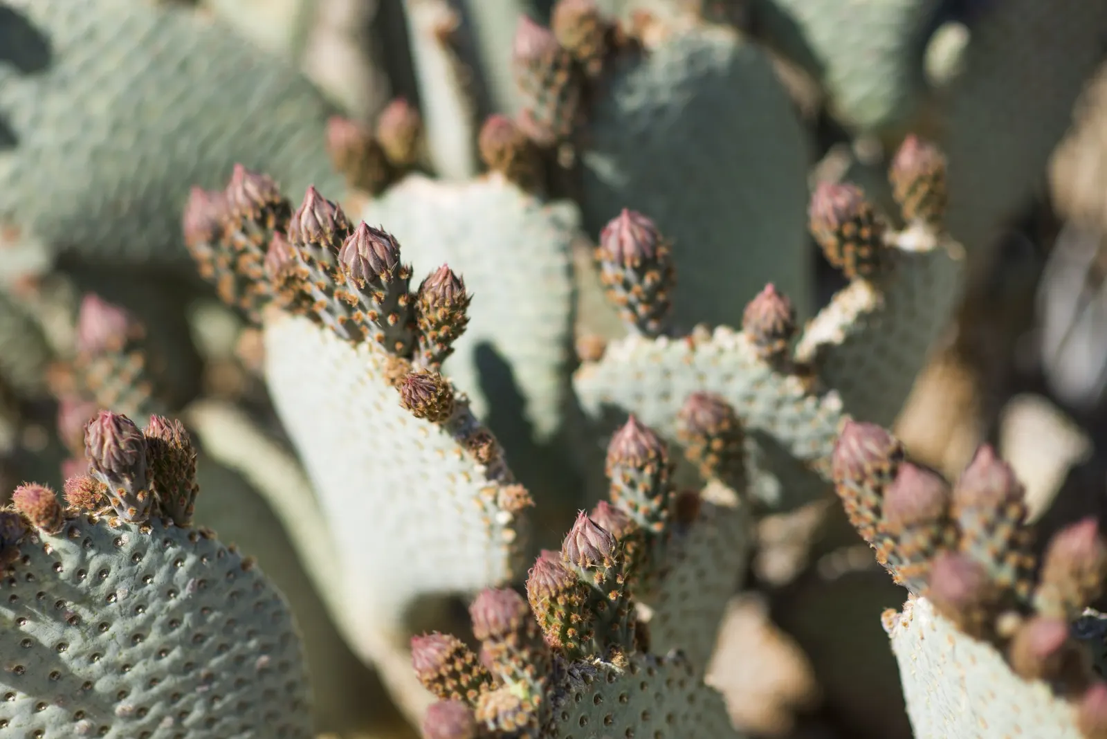 Beavertail Prickly Pear Cactus (Opuntia Basilaris) — Informing clients of the Beavertail's low-growing habit; the plant produces reddish