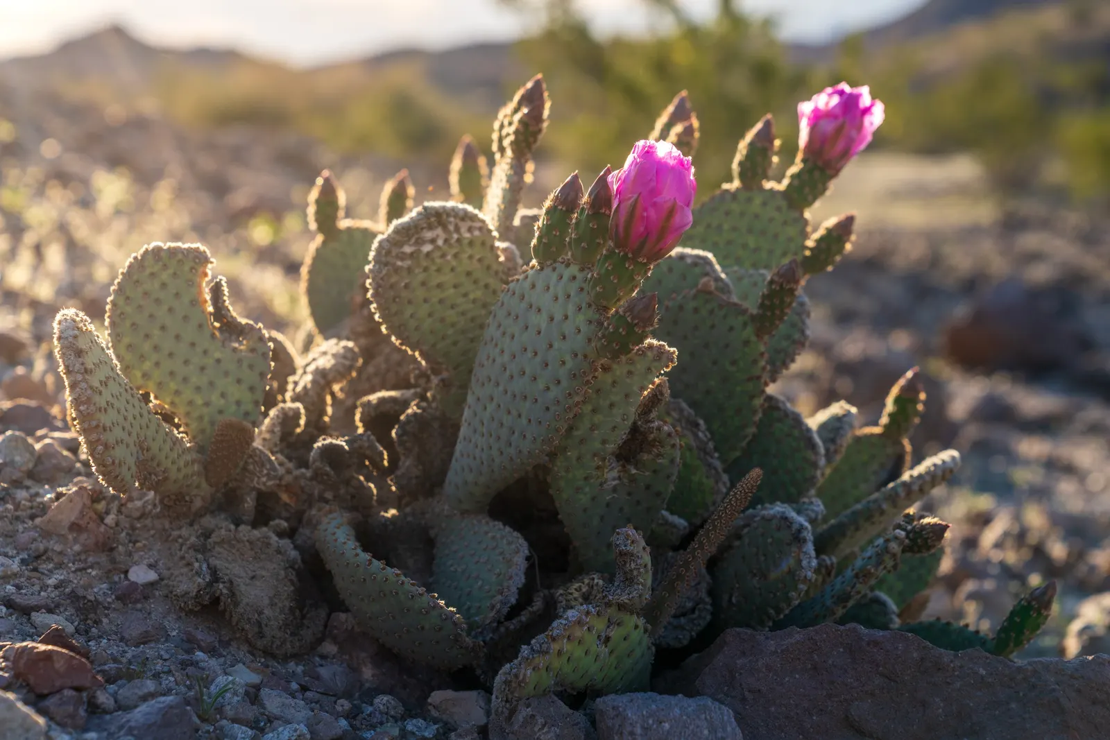 Beavertail Prickly Pear Cactus (Opuntia Basilaris) — with a spread of roughly 24 to 36 inches; a detail worth noting during installation and, image 91