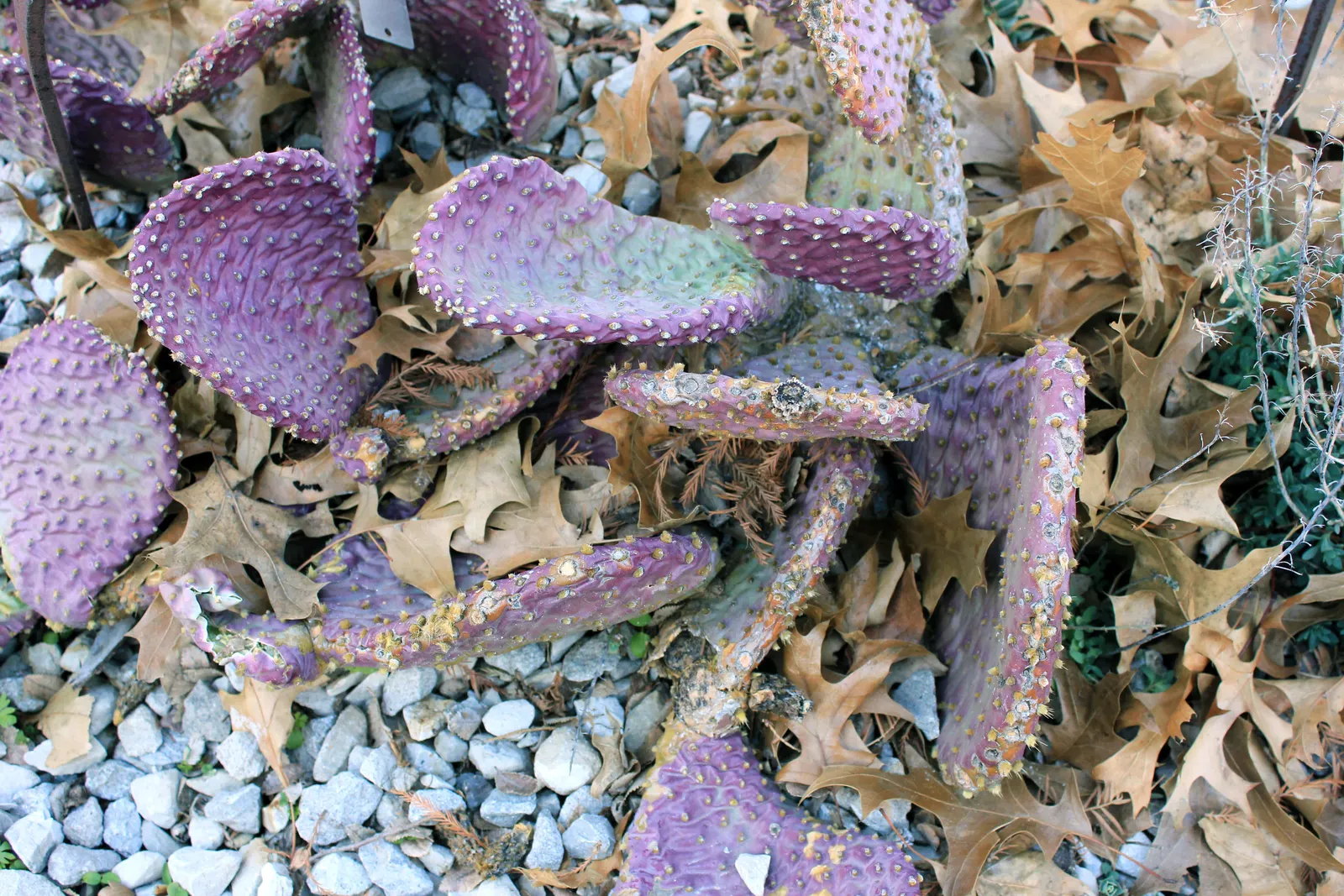 Beavertail Prickly Pear Cactus (Opuntia Basilaris) — paddle-shaped pads resembling beaver tails; the Beavertail creates dense clumps that add texture and a