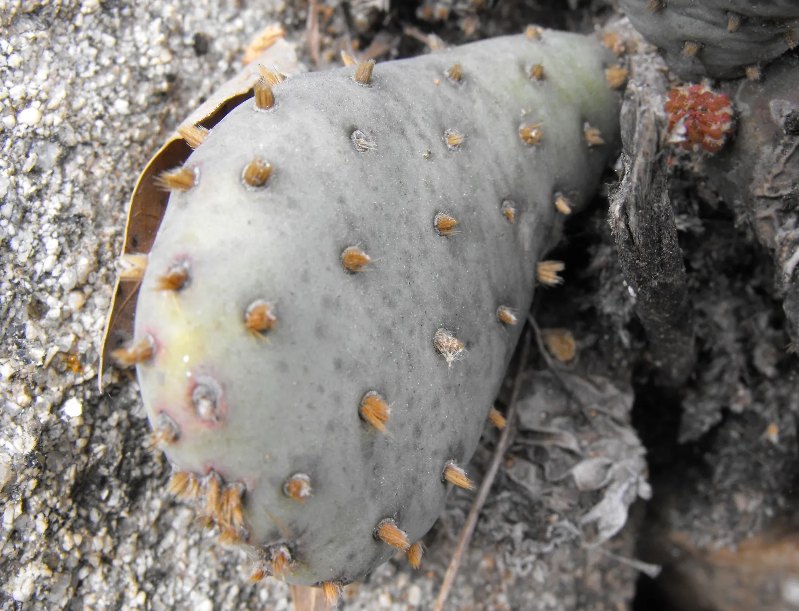 Beavertail Prickly Pear Cactus (Opuntia Basilaris) — Opuntia basilaris thrives in full sun and requires well-draining soils to prevent root rot, image 100