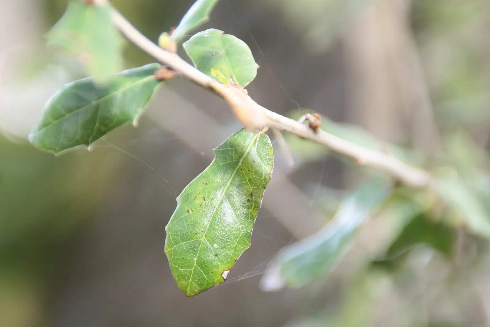 Southern Live Oak (Quercus Virginiana) — It boasts wide-reaching limbs and a broad