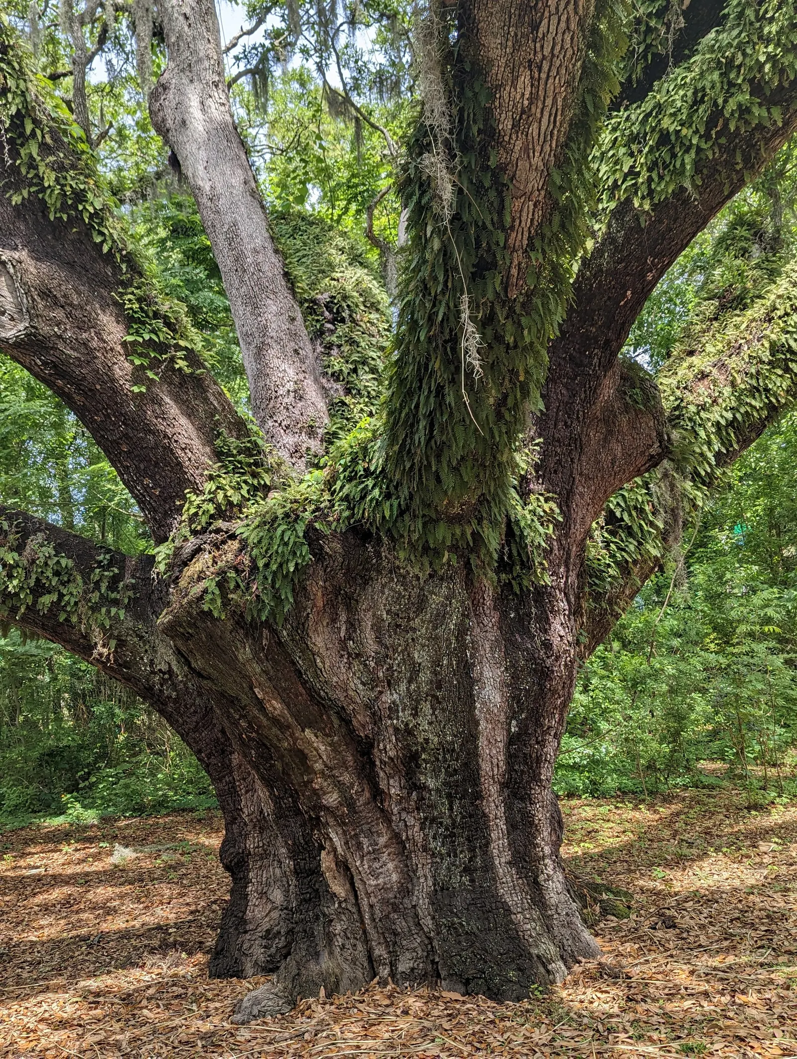 Southern Live Oak (Quercus Virginiana) — The Southern Live Oak, Quercus virginiana, is a robust evergreen native to the southeastern US