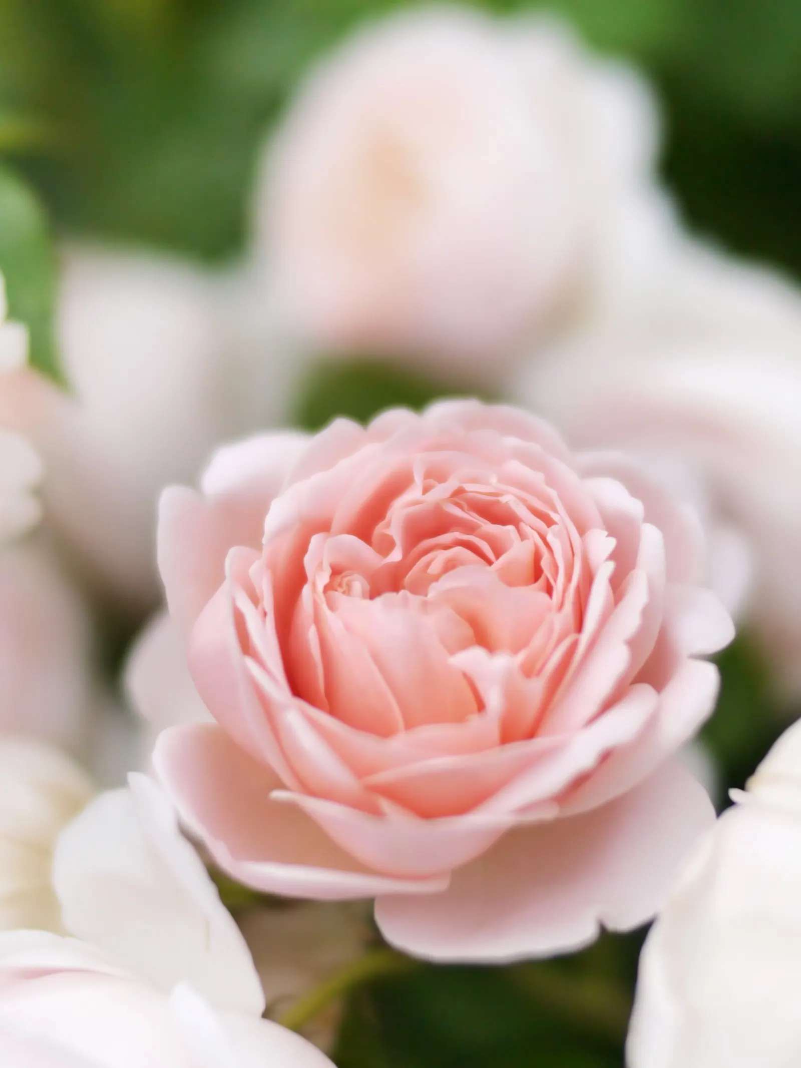 Ambridge Rose (Rosa 'Ambridge') — known for its delicate apricot-pink blooms and a captivating