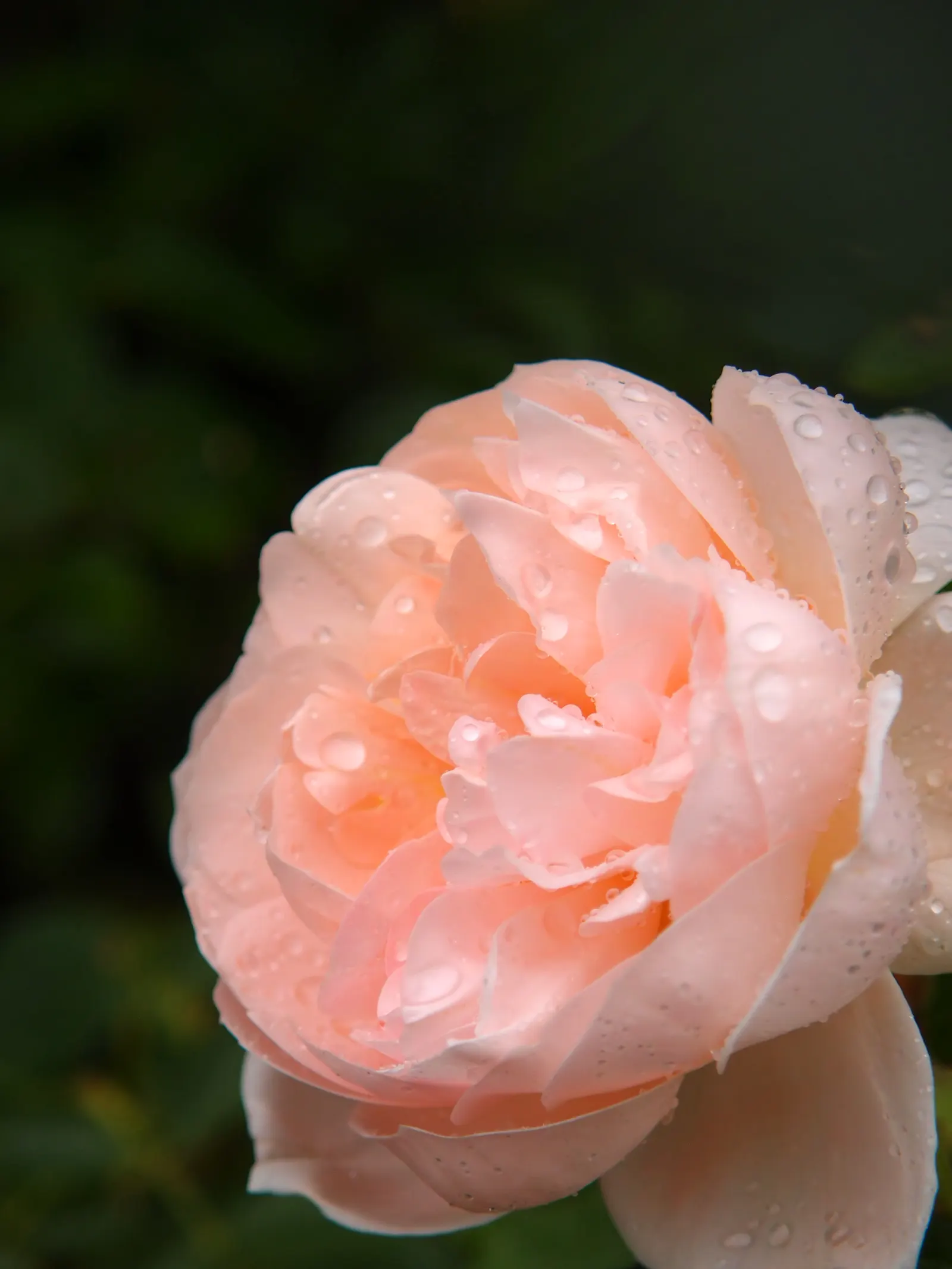 Ambridge Rose (Rosa 'Ambridge') — Cold-hardy and disease-resistant, this rose thrives in USDA zones 5-9, preferring full sun to partial shade