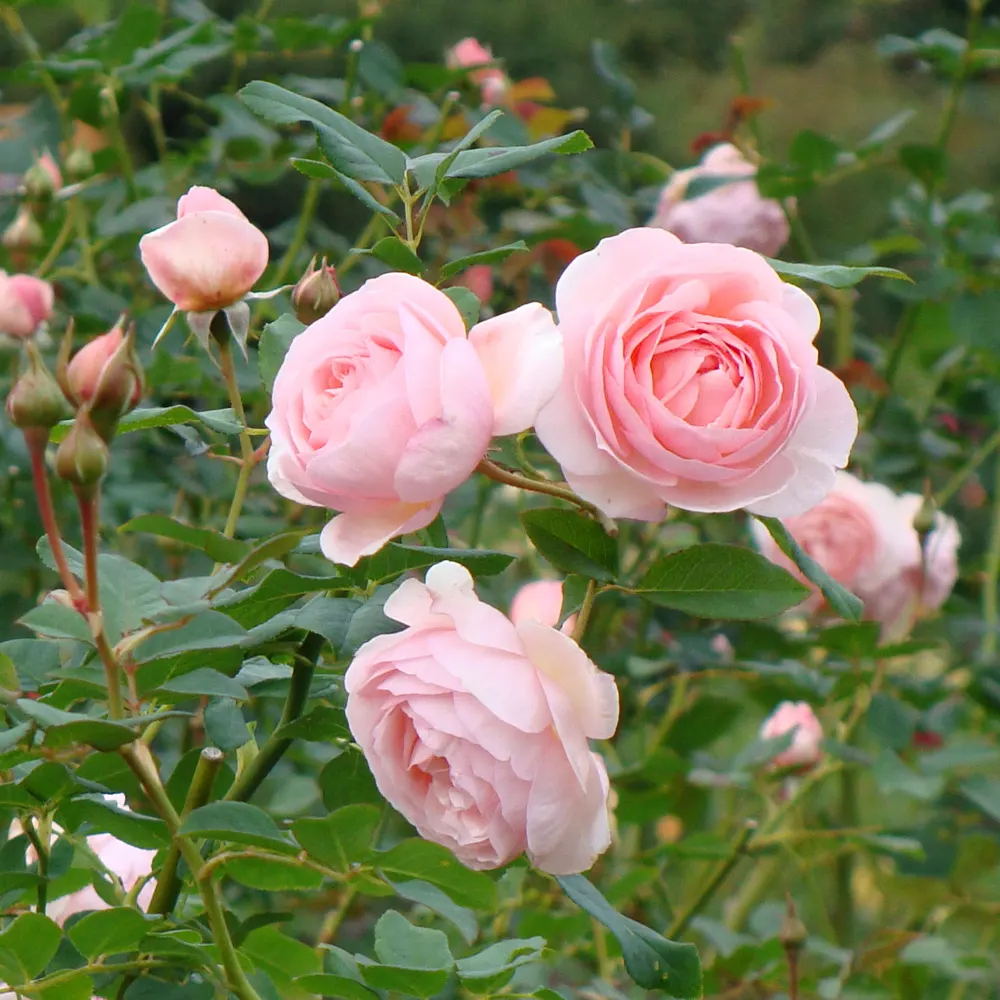 Ambridge Rose (Rosa 'Ambridge') — The Rosa 'Ambridge' is a highly esteemed variety within the modern English rose collection