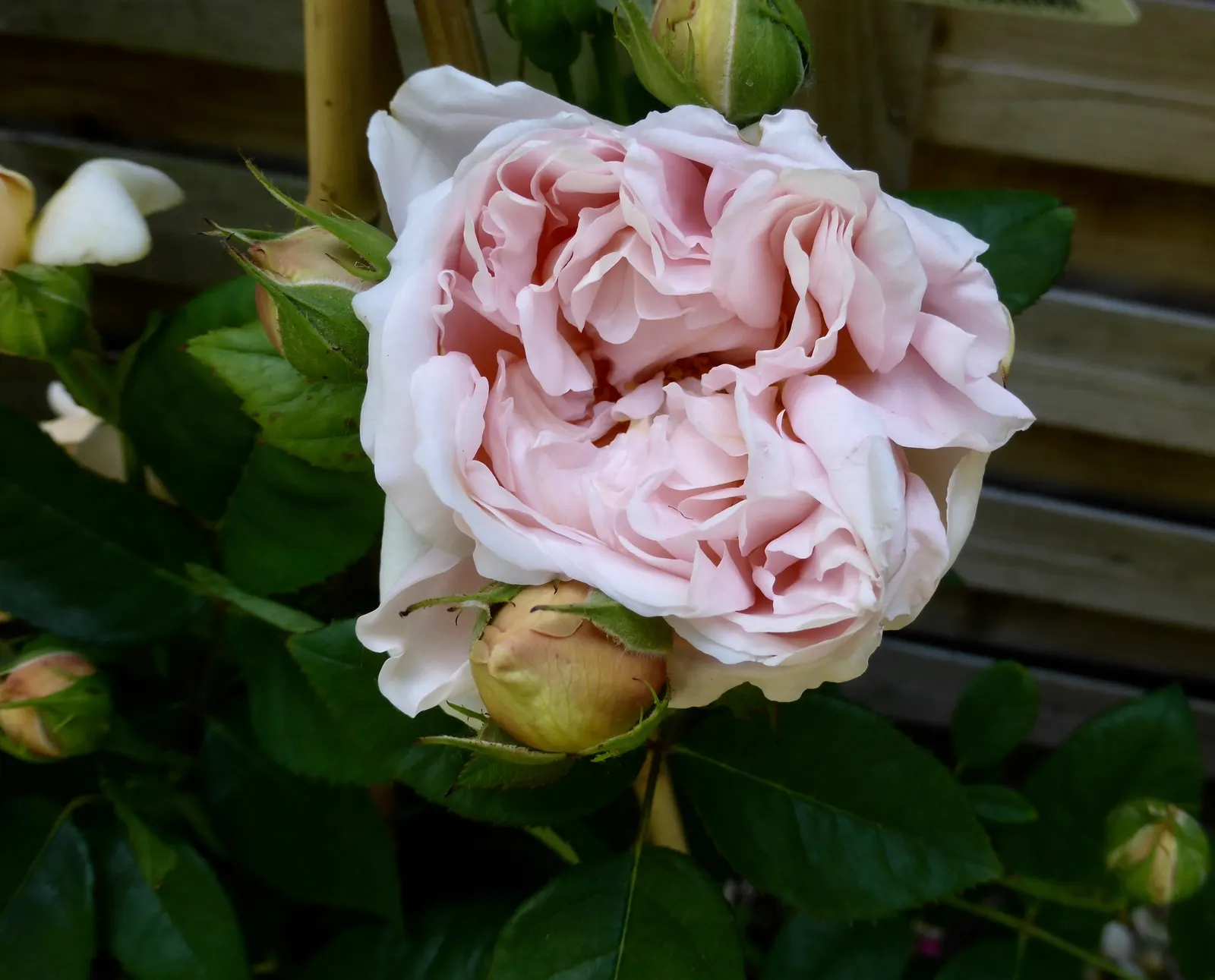 Ambridge Rose (Rosa 'Ambridge') — enhancing gardens with continuous summer blooms
