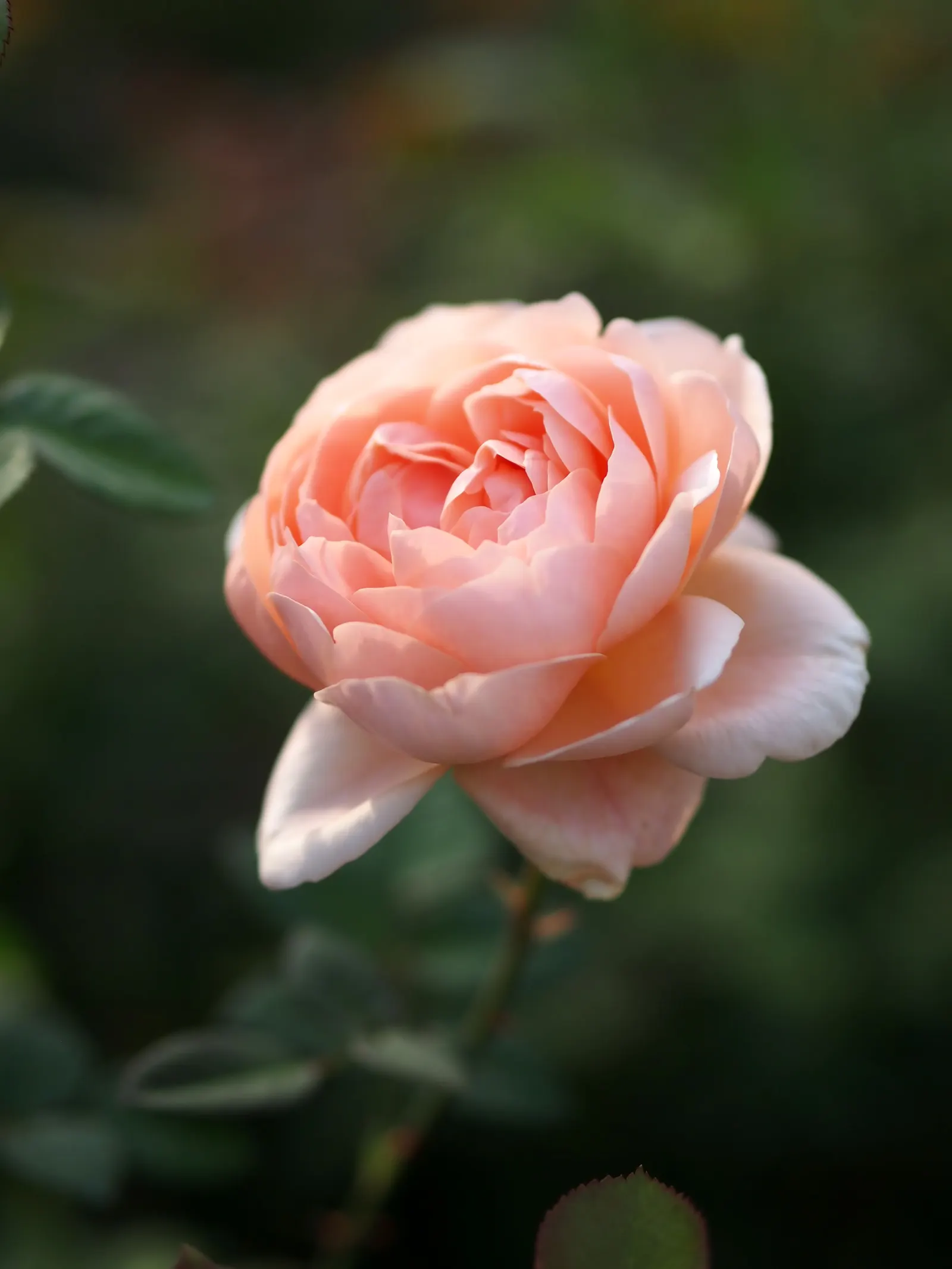 Ambridge Rose (Rosa 'Ambridge') — Ideal for borders or as scented hedge, the Ambridge Rose adds romantic charm to any space