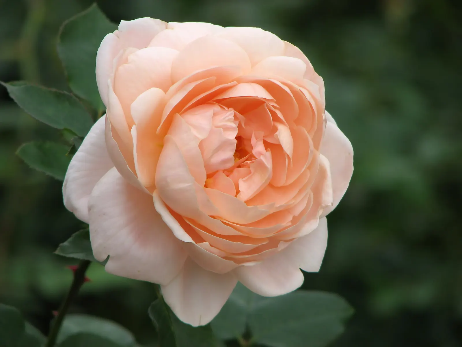 Ambridge Rose (Rosa 'Ambridge') — It boasts a bushy growth reaching up to 3 feet in height and width