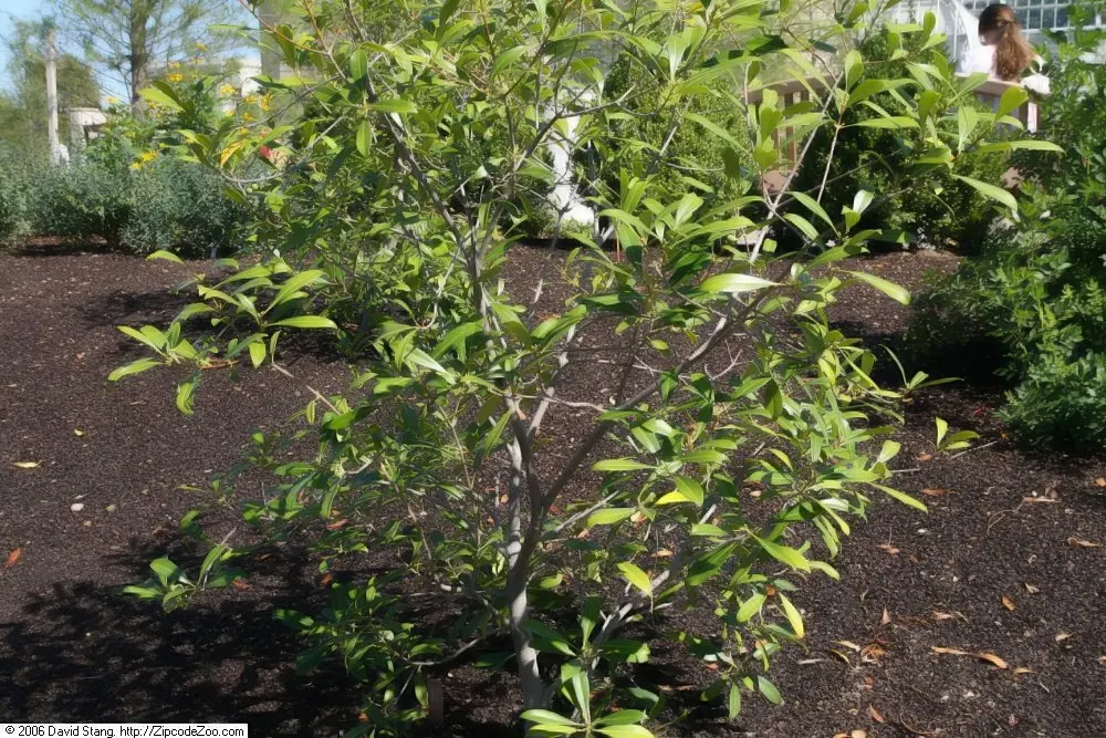 Devilwood (Osmanthus Americanus) — It features leathery leaves and fragrant, small white flowers in spring