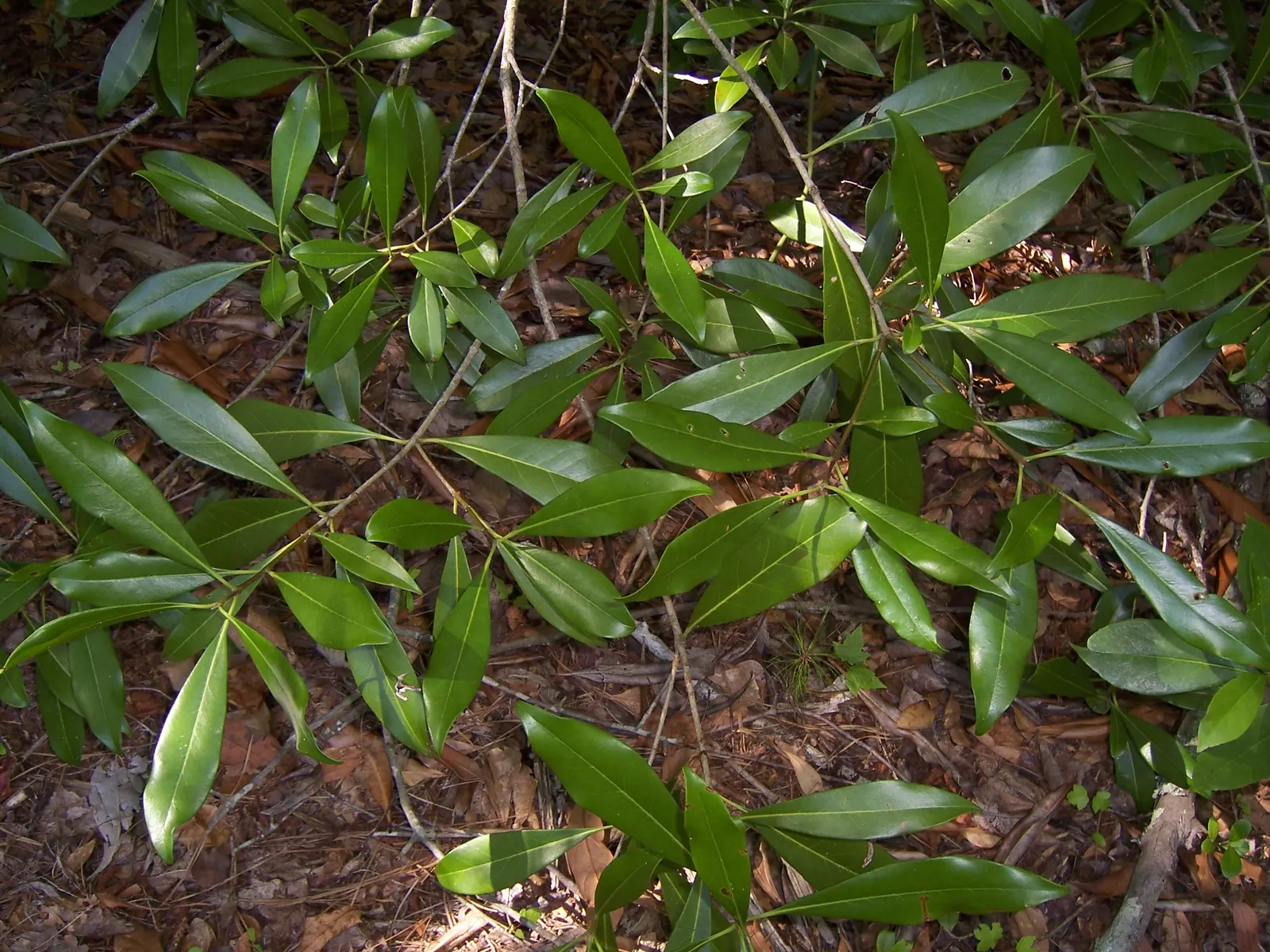Devilwood (Osmanthus Americanus) — also known as American Olive