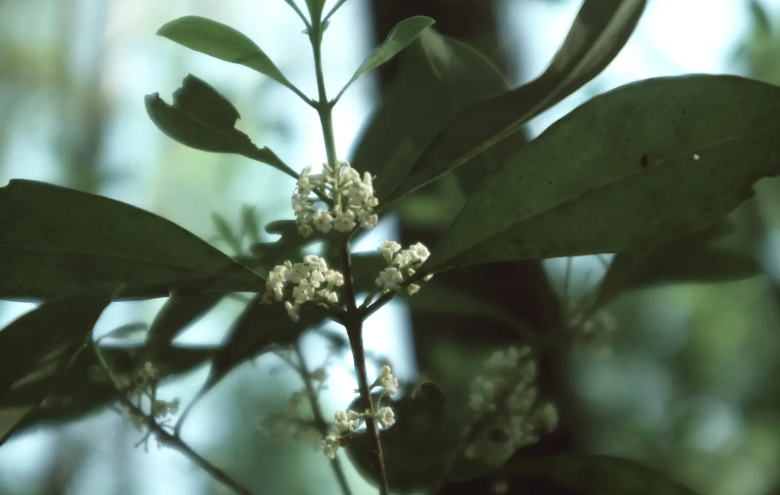 Devilwood (Osmanthus Americanus) — is an evergreen shrub native to the southeastern United States
