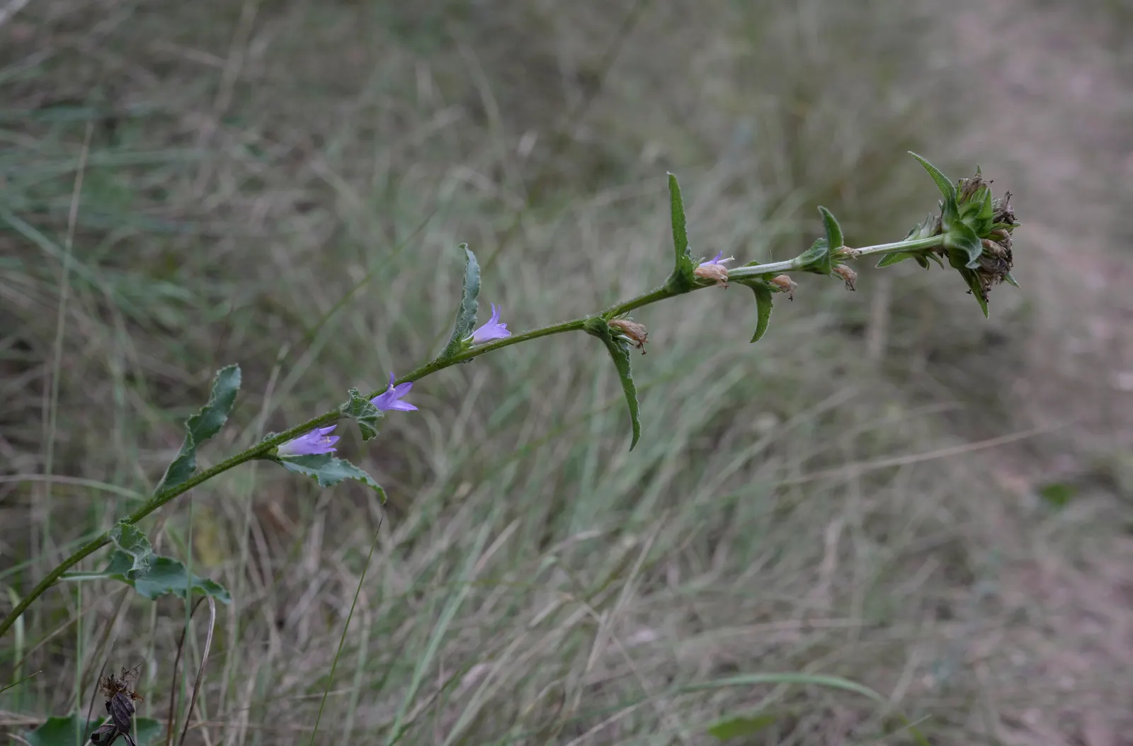 Danesblood Bellflower (Campanula Glomerata) — This plant's resilience and showy blossoms make the Dane's Blood Bellflower a splendid choice for, image 42