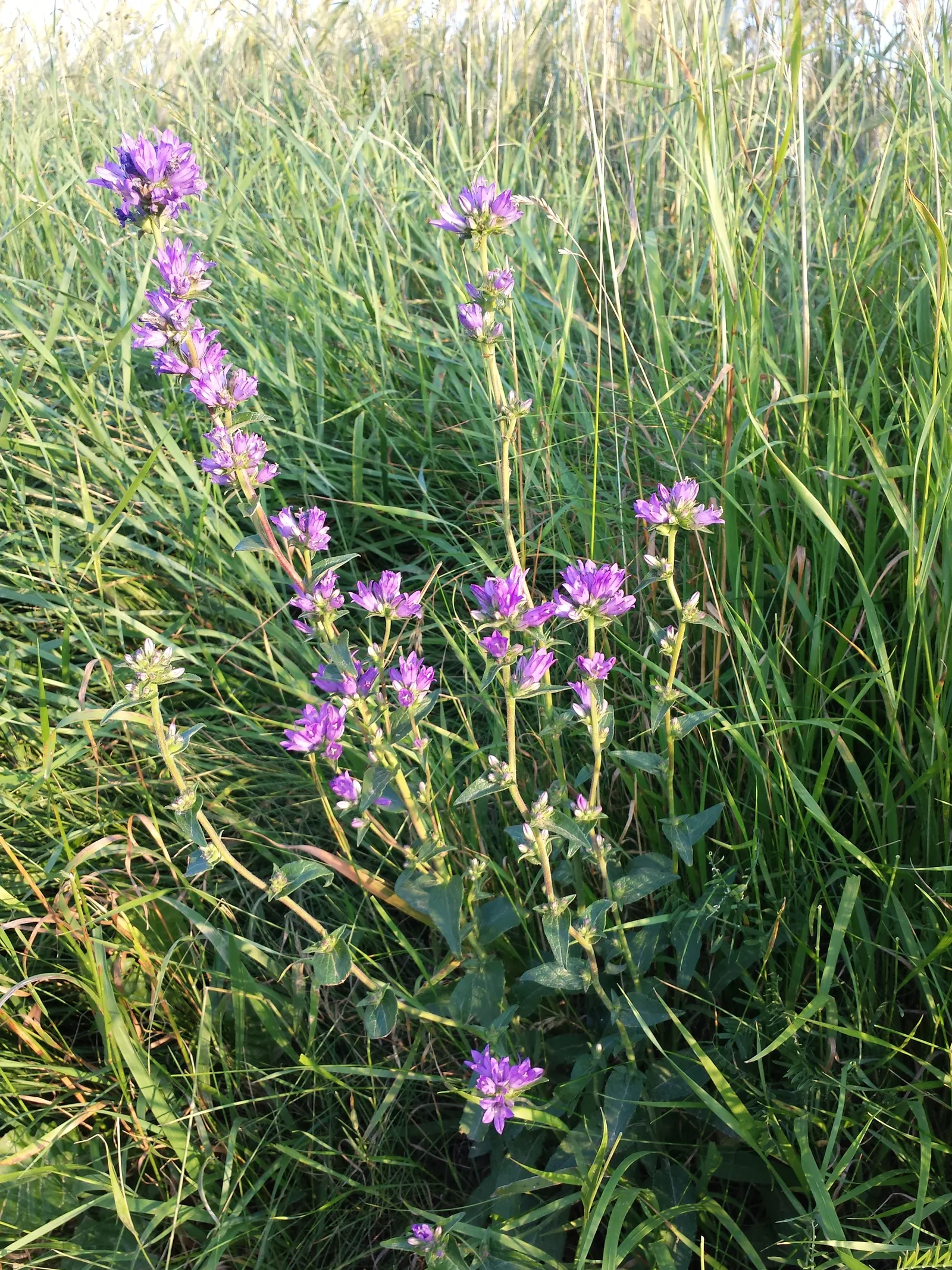 Danesblood Bellflower (Campanula Glomerata) — perennial with blue blooms