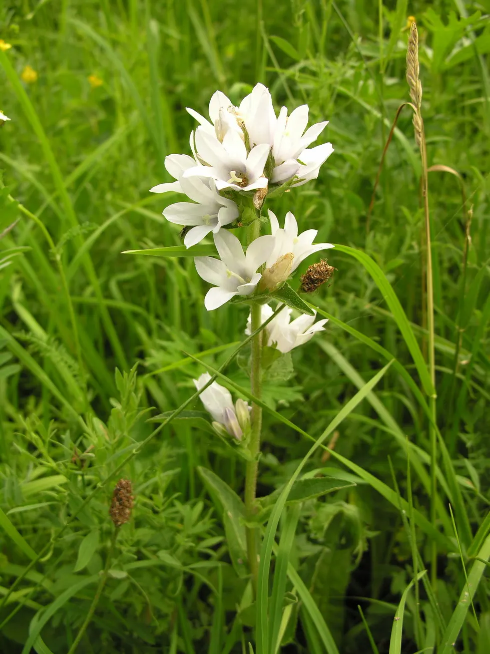 Danesblood Bellflower (Campanula Glomerata) — is a perennial with violet-blue