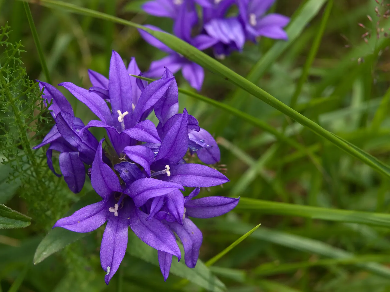 Danesblood Bellflower (Campanula Glomerata) — or as a massed planting for an impressive groundcover effect
