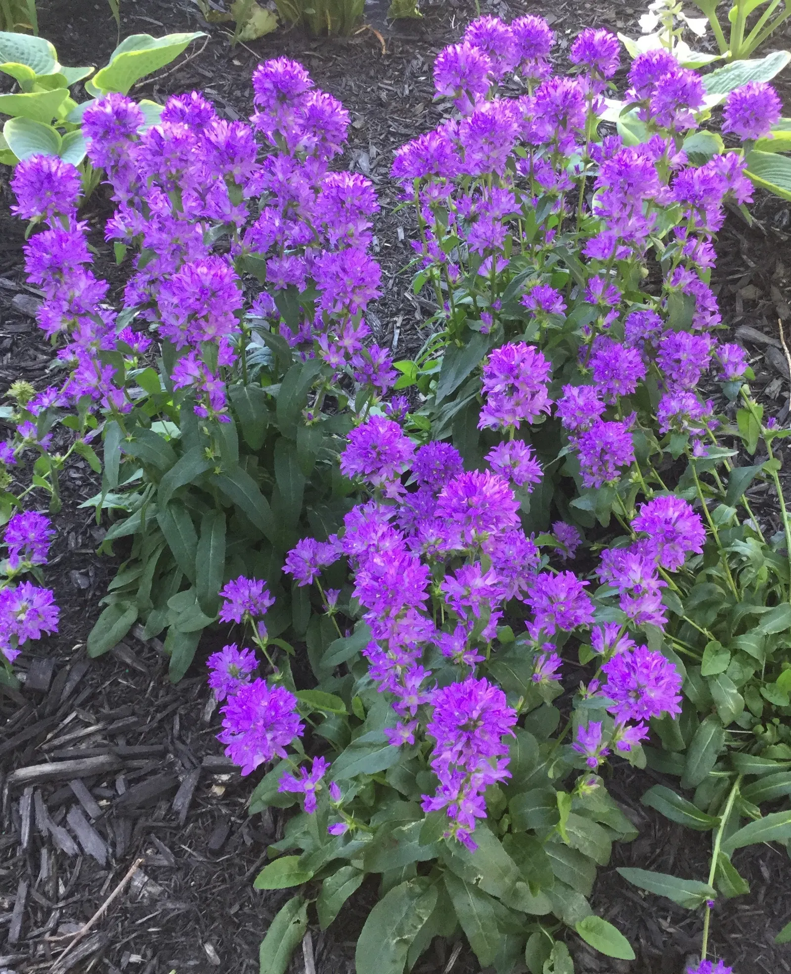 Danesblood Bellflower (Campanula Glomerata) — This plant's resilience and showy blossoms make the Dane's Blood Bellflower a splendid choice for borders