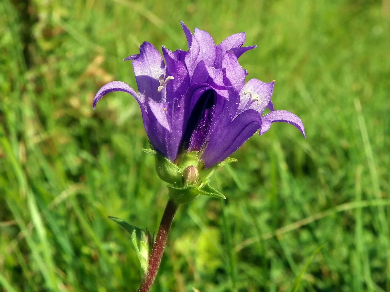 Danesblood Bellflower (Campanula Glomerata) — This plant's resilience and showy blossoms make the Dane's Blood Bellflower a splendid choice for, image 65