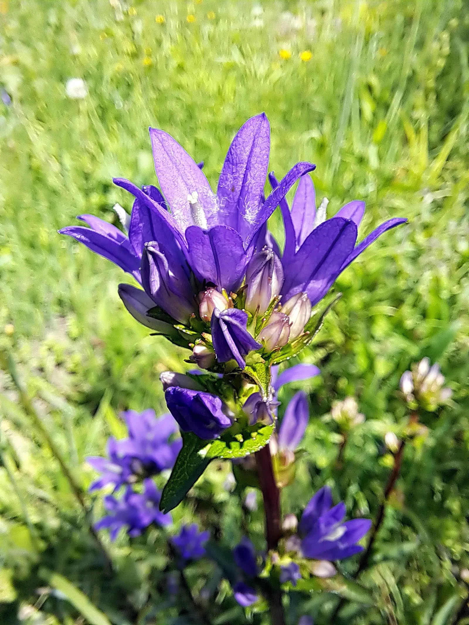 Danesblood Bellflower (Campanula Glomerata) — scientifically known as Campanula glomerata; the Dane's Blood Bellflower, image 100