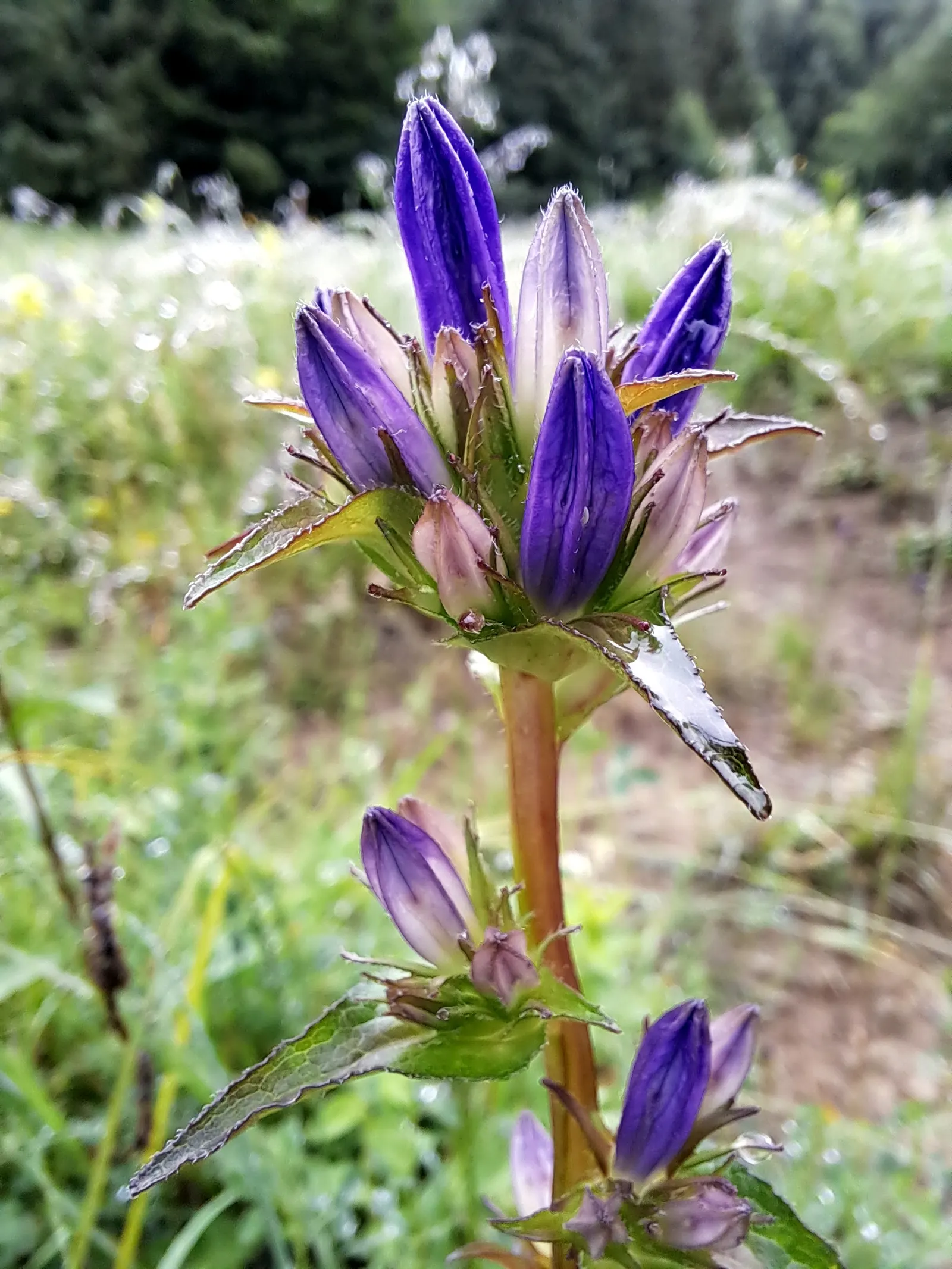 Danesblood Bellflower (Campanula Glomerata) — perennial with blue blooms; each bell-shaped flower measures roughly 1 to 1.5 inches in length, image 68