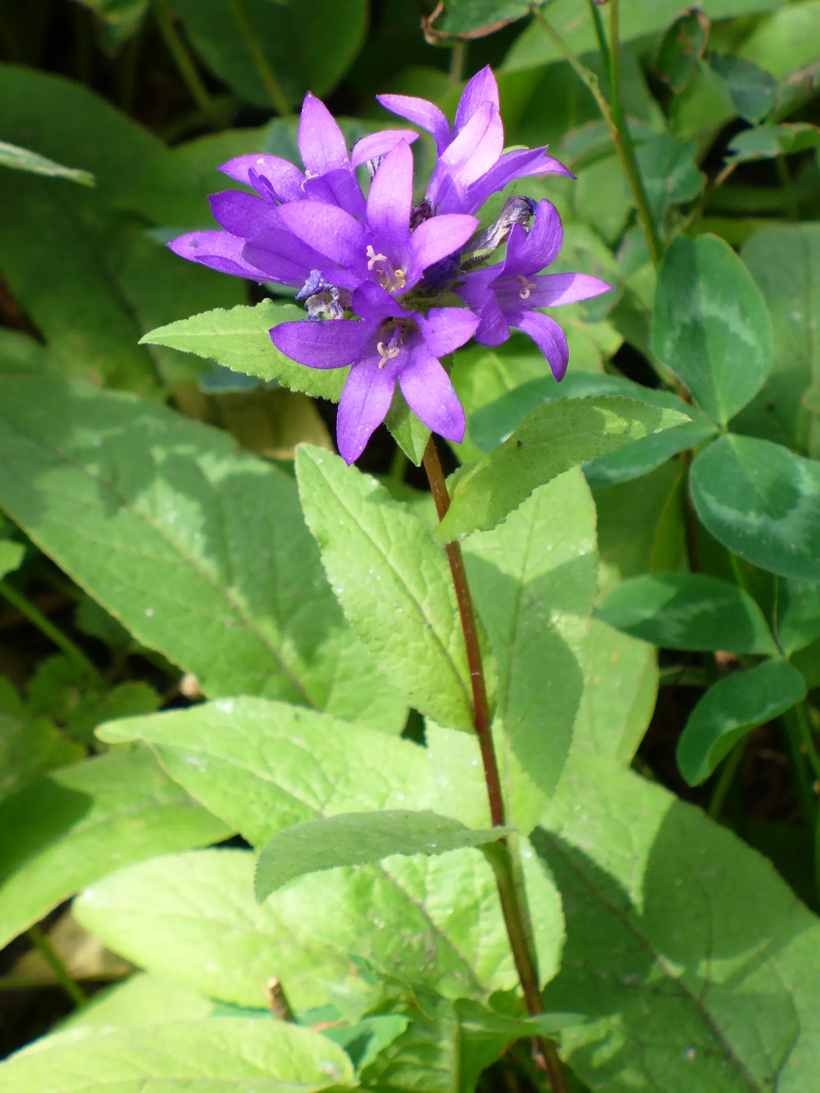 Danesblood Bellflower (Campanula Glomerata) — is a perennial with violet-blue; it offers a low-maintenance