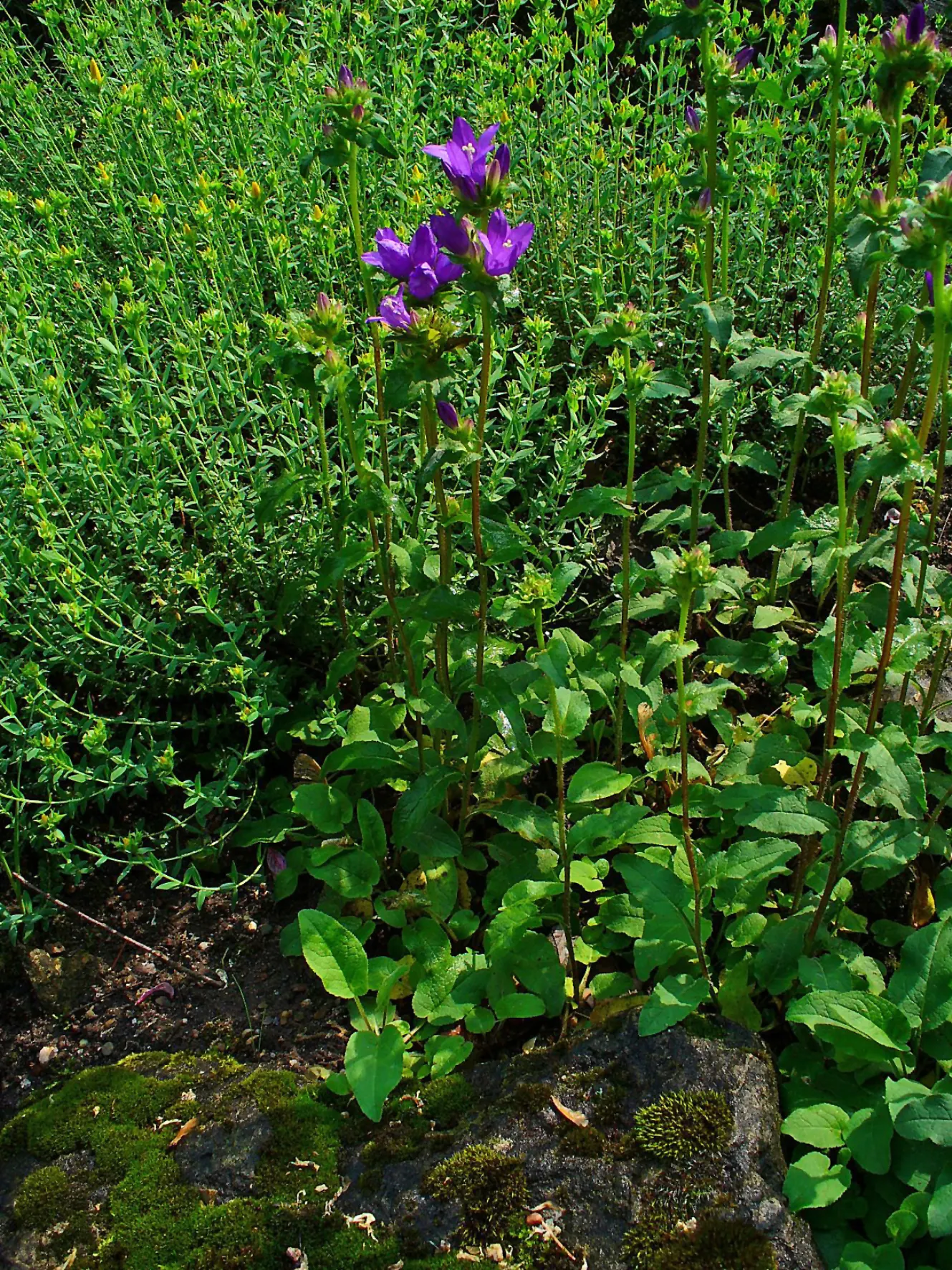 Danesblood Bellflower (Campanula Glomerata) — This plant's resilience and showy blossoms make the Dane's Blood Bellflower a splendid choice for, image 111