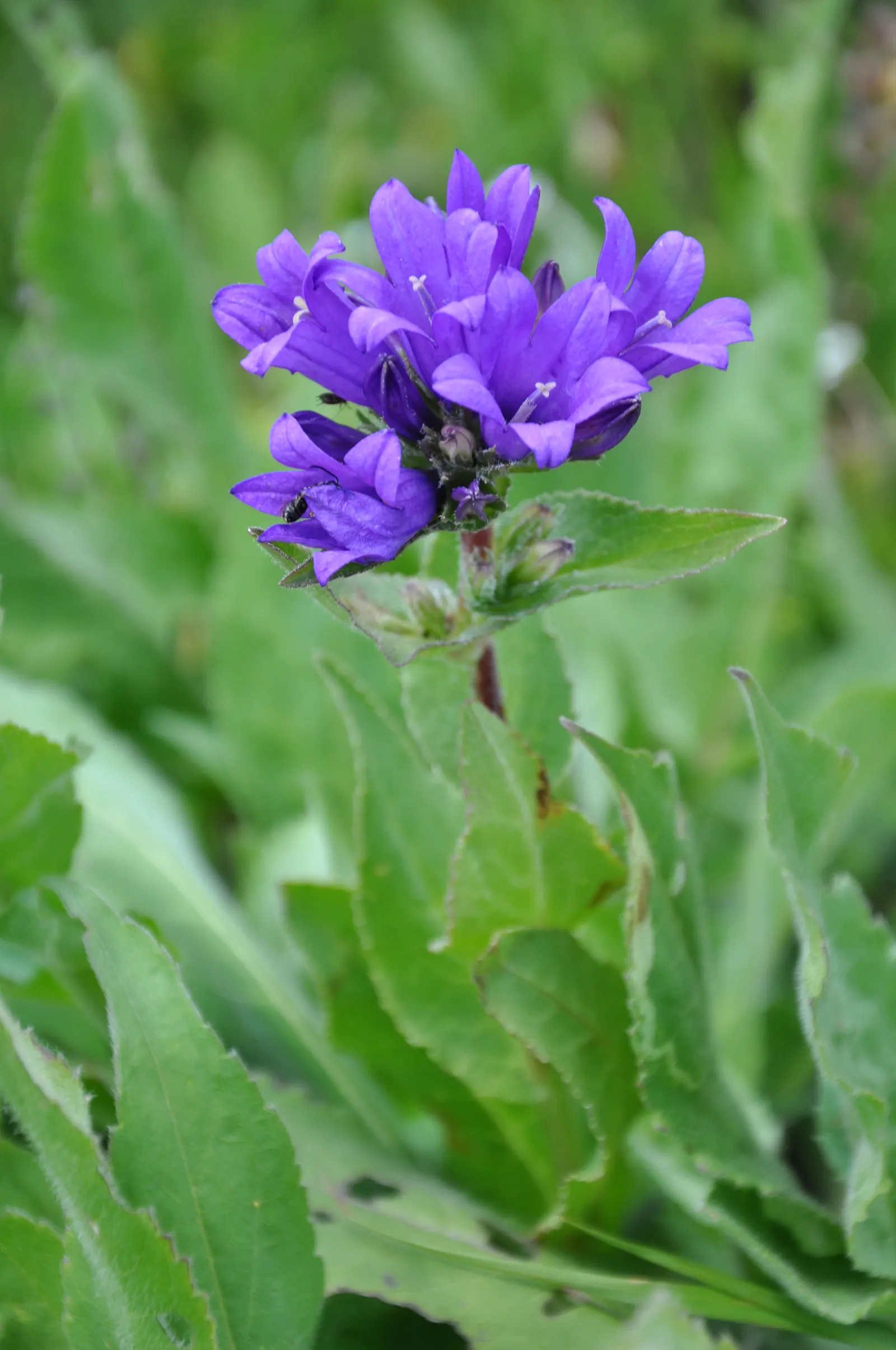 Danesblood Bellflower (Campanula Glomerata) — The Dane's Blood Bellflower; perennial for half, image 99