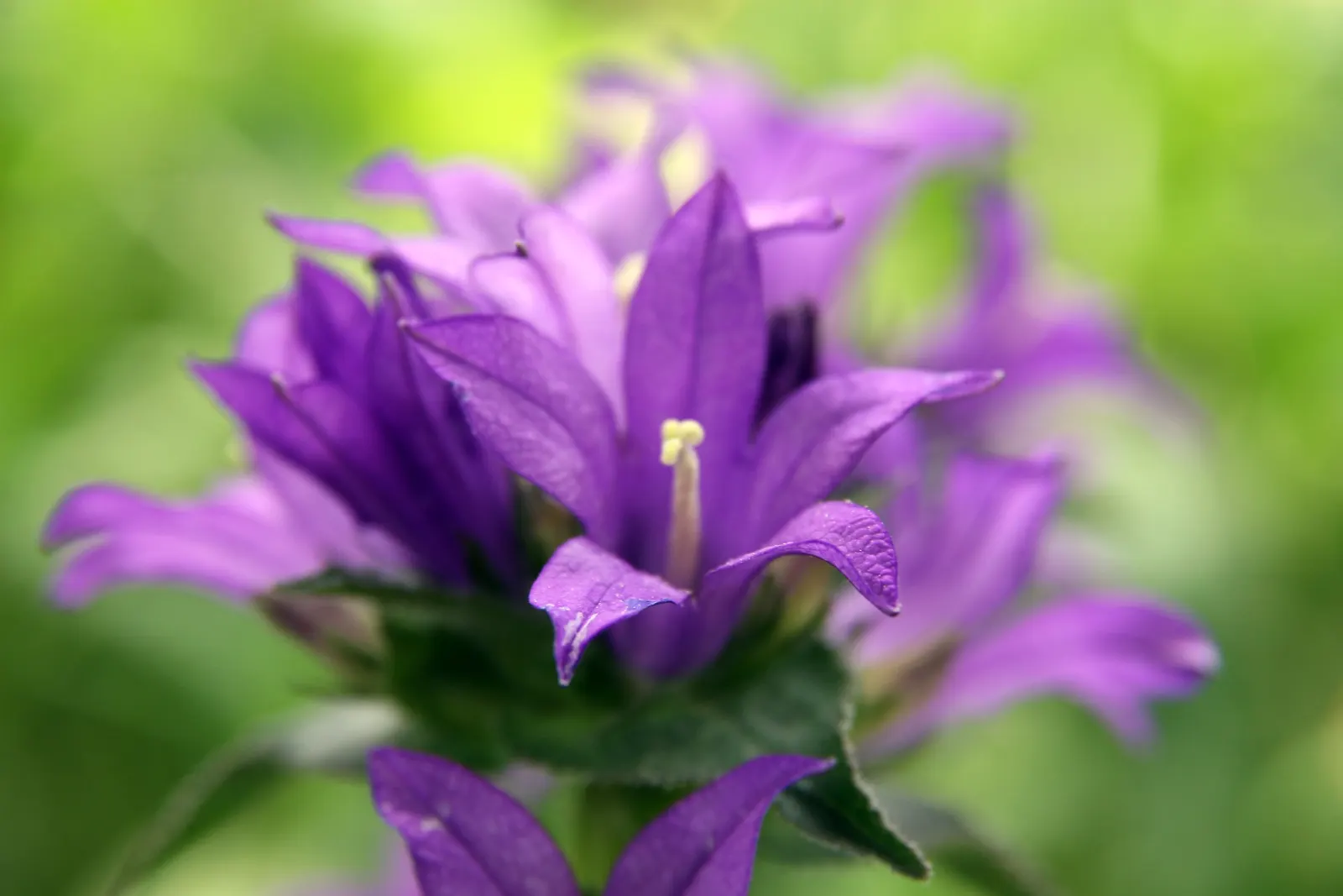 Danesblood Bellflower (Campanula Glomerata) — It performs best in moist, fertile soil but will also manage in drier conditions once established; minimal