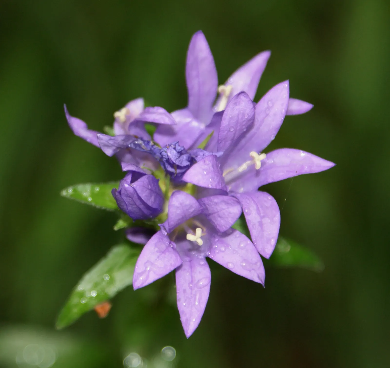 Danesblood Bellflower (Campanula Glomerata) — scientifically known as Campanula glomerata; the Dane's Blood Bellflower