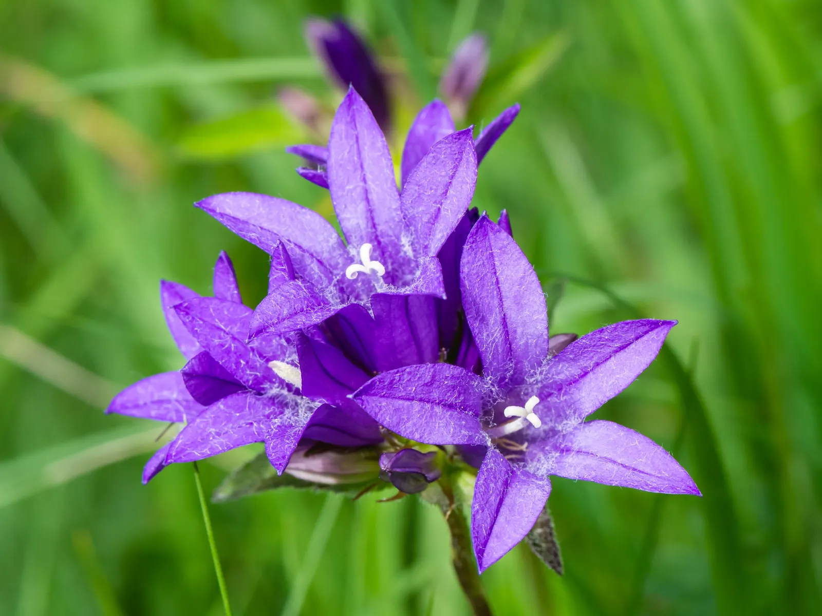 Danesblood Bellflower (Campanula Glomerata) — although it can tolerate partial shade; hardy in USDA zones 3 through 8, image 61