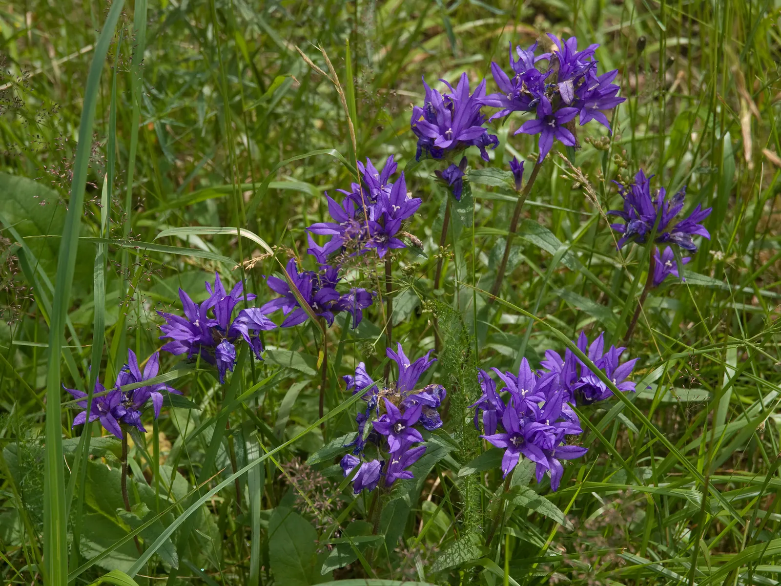 Danesblood Bellflower (Campanula Glomerata) — blue flowers in the garden