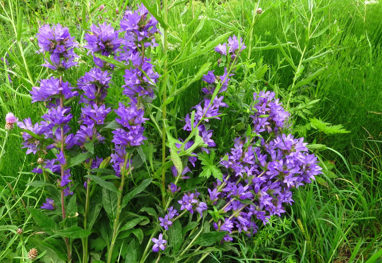 Danesblood Bellflower (Campanula Glomerata) — perennial with blue blooms; each bell-shaped flower measures roughly 1 to 1.5 inches in length, image 91