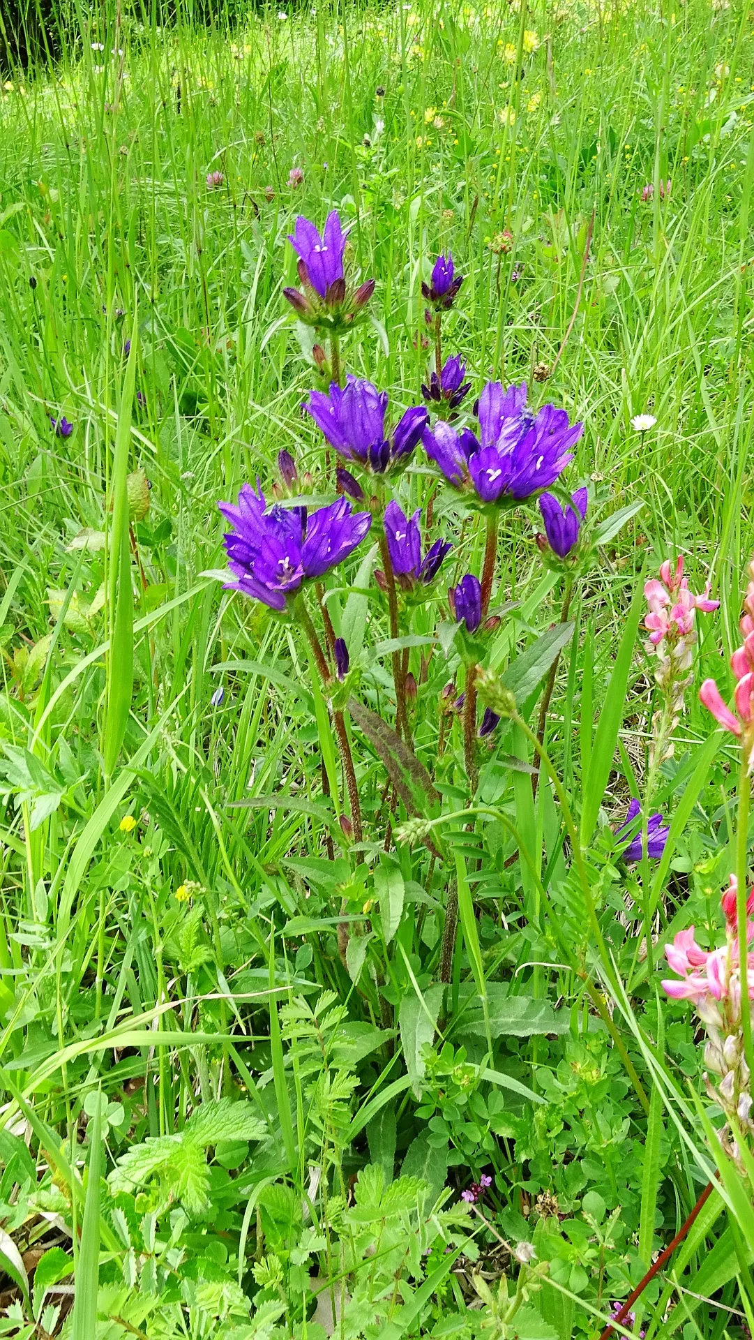 Danesblood Bellflower (Campanula Glomerata) — ideal for borders and cottage gardens; perennial herbaceous plant that provides a vibrant splash of color to any