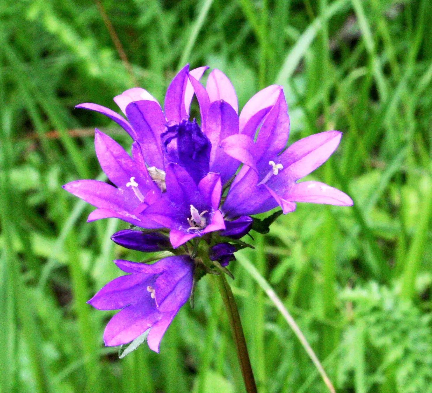 Danesblood Bellflower (Campanula Glomerata) — ideal for borders and cottage gardens; perennial herbaceous plant that provides a vibrant splash of, image 51