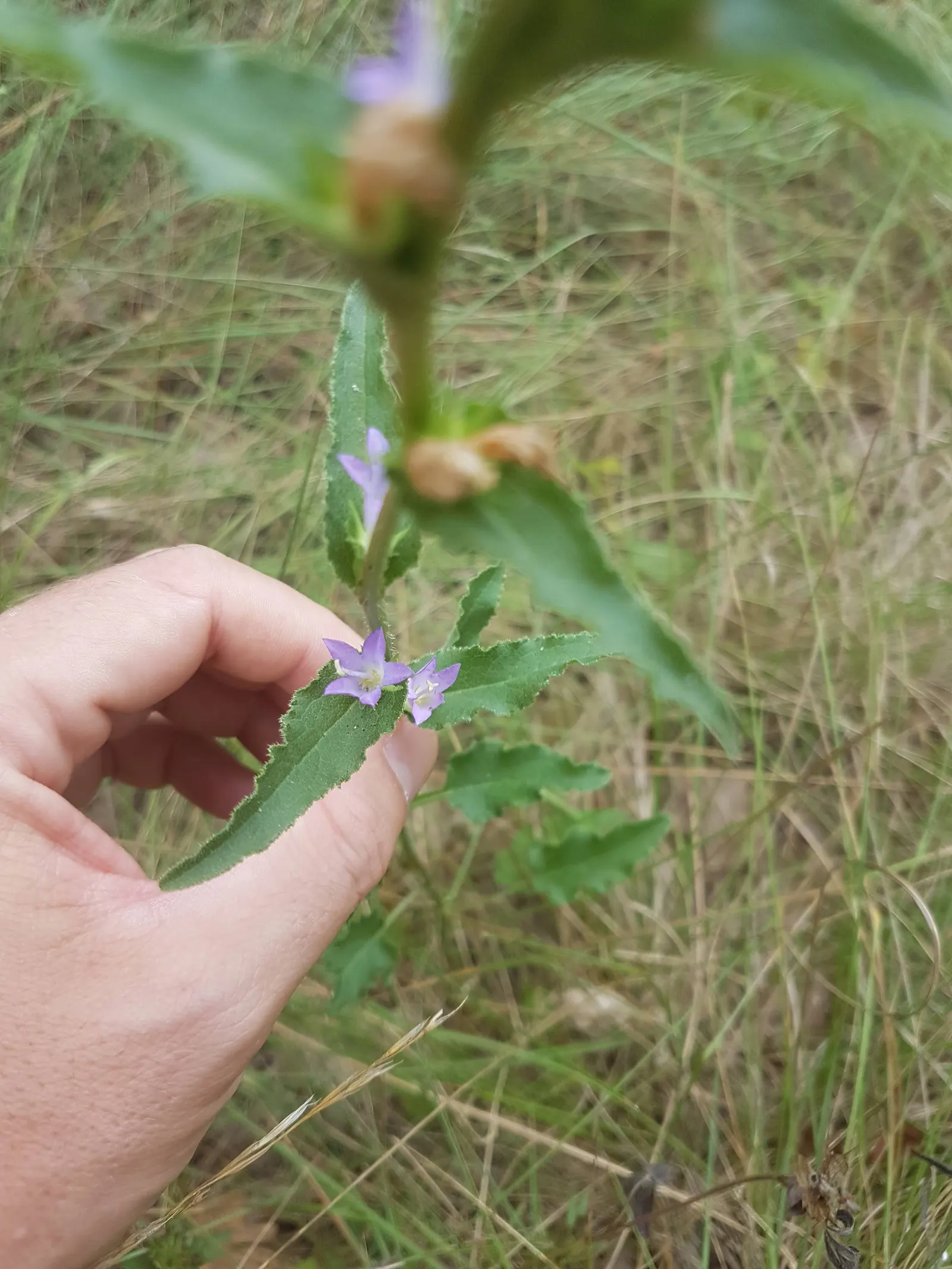 Danesblood Bellflower (Campanula Glomerata) — Minimal maintenance is required; is a perennial with violet-blue, image 63