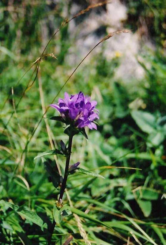 Danesblood Bellflower (Campanula Glomerata) — It performs best in moist, fertile soil but will also manage in drier conditions once established, image 85