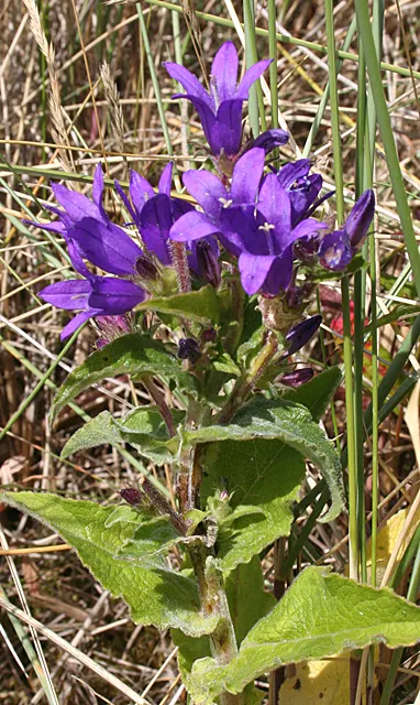 Danesblood Bellflower (Campanula Glomerata) — although it can tolerate partial shade; hardy in USDA zones 3 through 8, image 84
