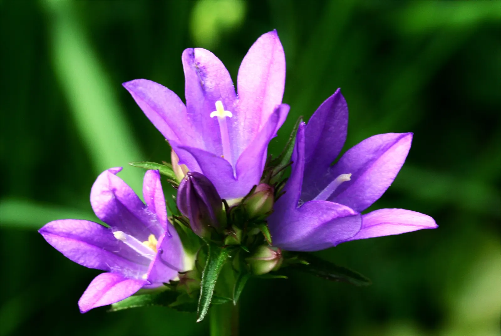 Danesblood Bellflower (Campanula Glomerata) — It performs best in moist, fertile soil but will also manage in drier conditions once established, image 62