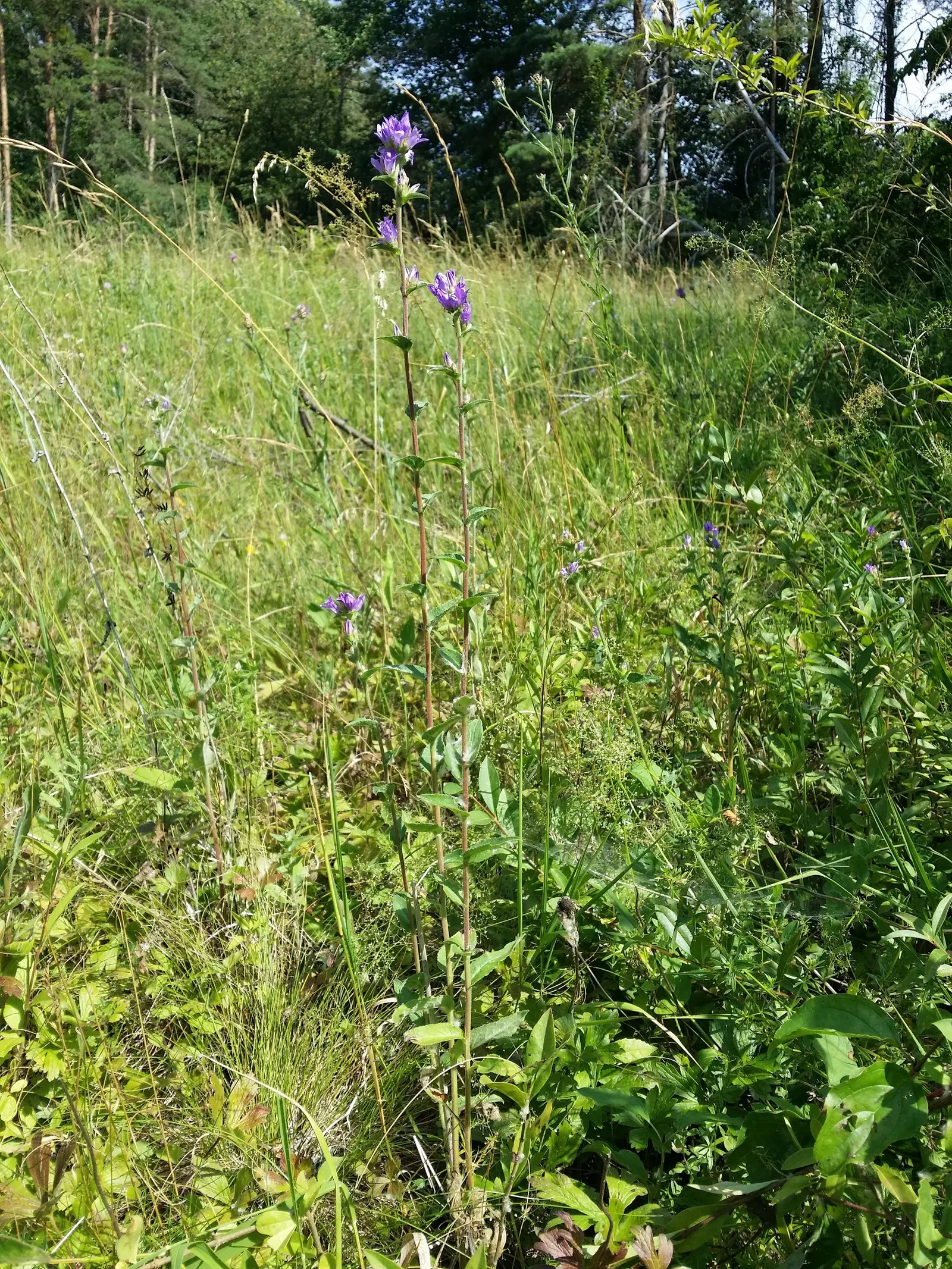 Danesblood Bellflower (Campanula Glomerata) — but deadheading will encourage a longer blooming period and prevent excessive self-seeding, image 87