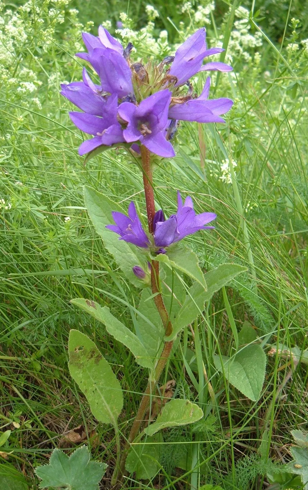Danesblood Bellflower (Campanula Glomerata) — or as a massed planting for an impressive groundcover effect; perennial with blue blooms, image 66