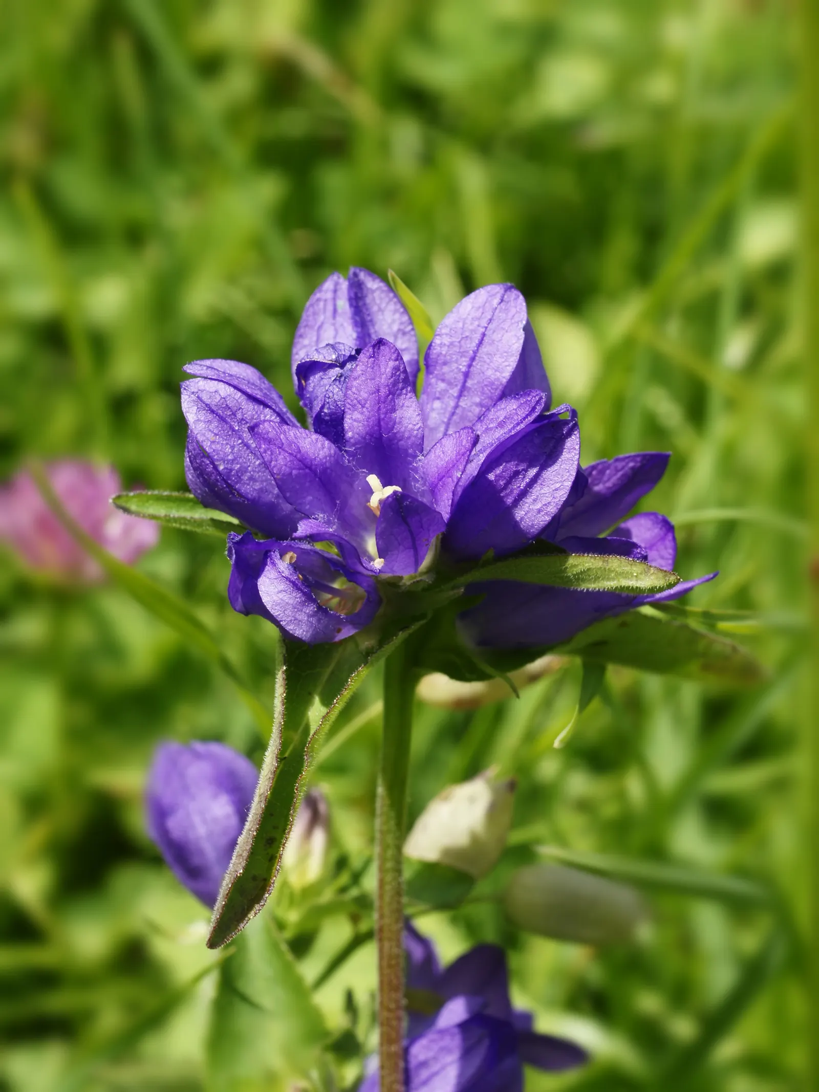 Danesblood Bellflower (Campanula Glomerata) — scientifically known as Campanula glomerata; the Dane's Blood Bellflower, image 54