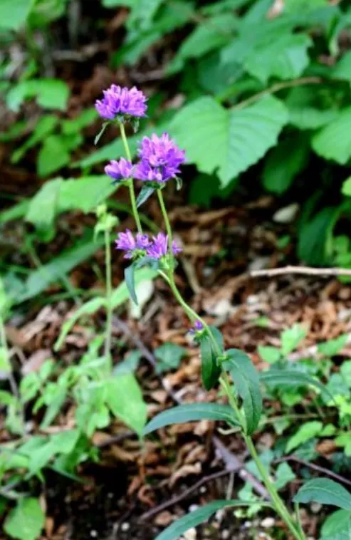 Danesblood Bellflower (Campanula Glomerata) — Hardy in USDA zones 3 through 8; blue flowers in the garden, image 56