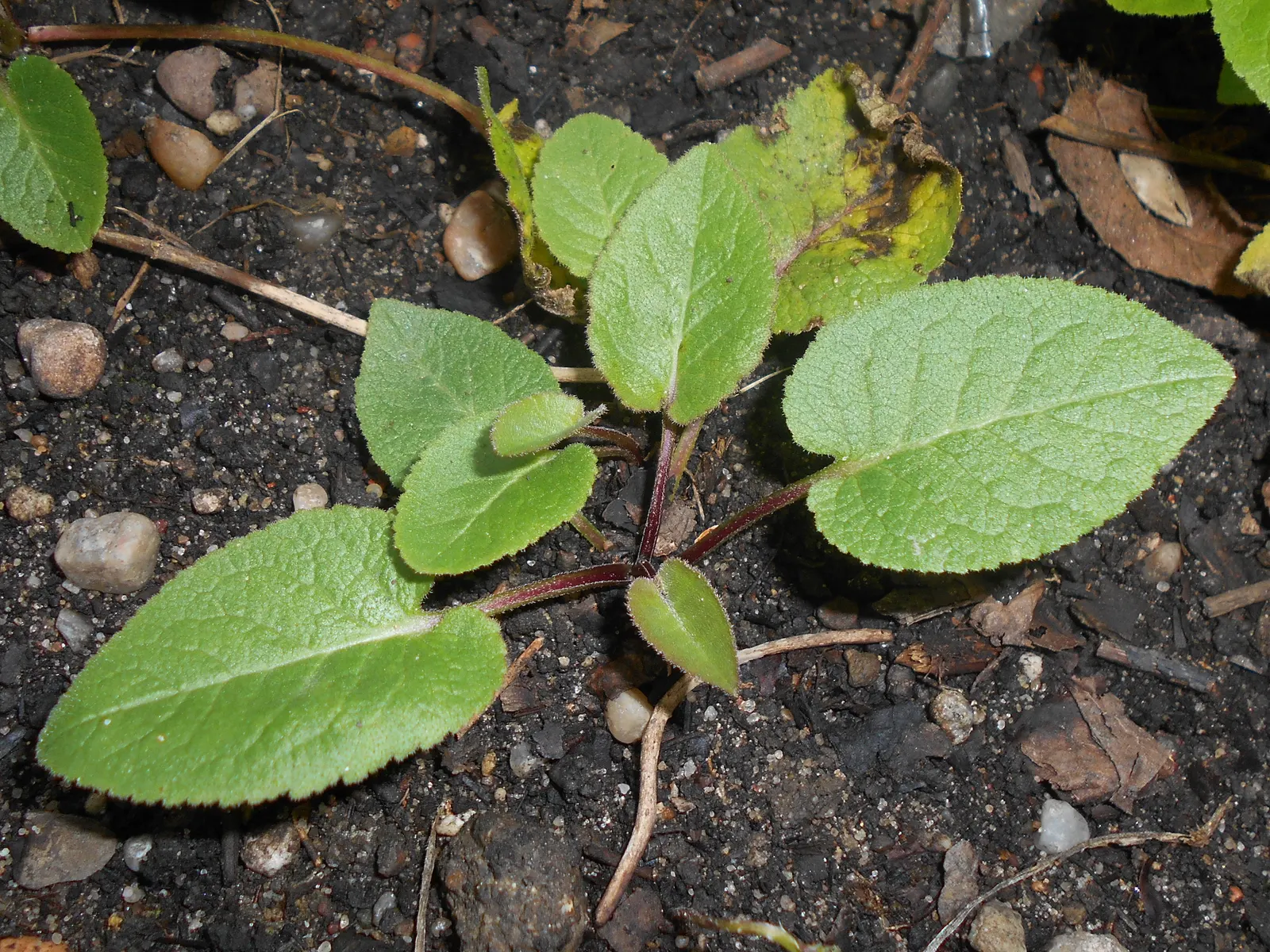 Danesblood Bellflower (Campanula Glomerata) — which blossom atop upright stems during early to mid-summer, image 81