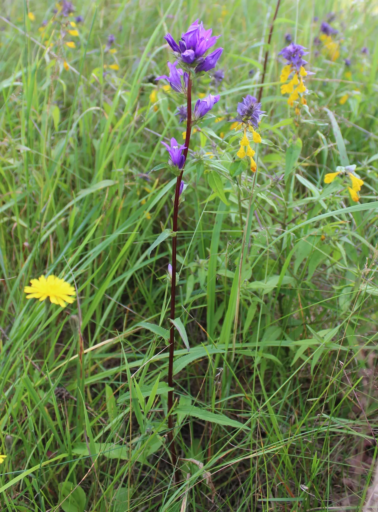 Danesblood Bellflower (Campanula Glomerata) — bell-shaped blooms forming dense clusters atop 1-2 ft stems