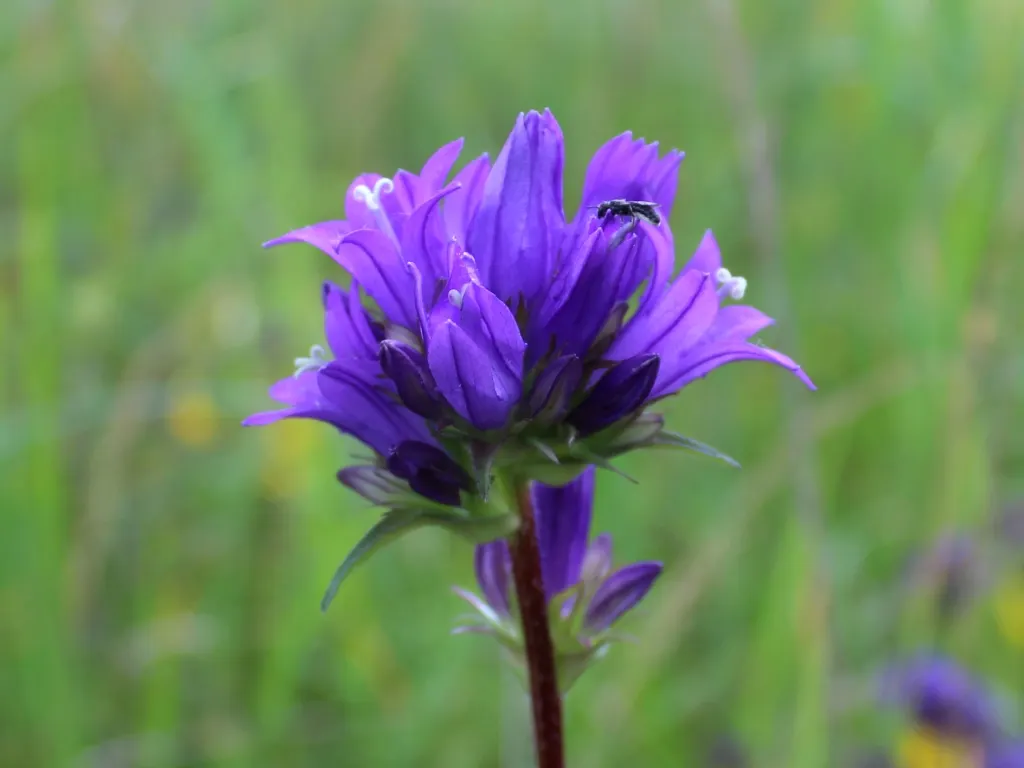Danesblood Bellflower (Campanula Glomerata) — perennial for half