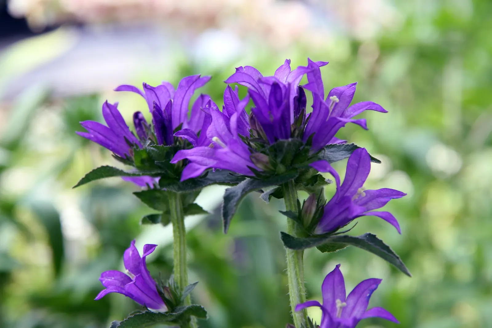 Danesblood Bellflower (Campanula Glomerata) — The Dane's Blood Bellflower