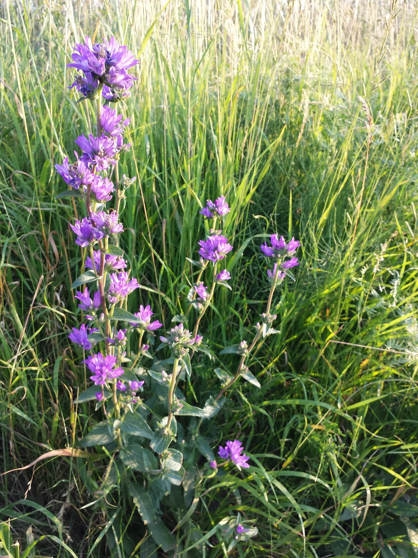 Danesblood Bellflower (Campanula Glomerata) — it offers a low-maintenance; bell-shaped blooms forming dense clusters atop 1-2 ft stems, image 50