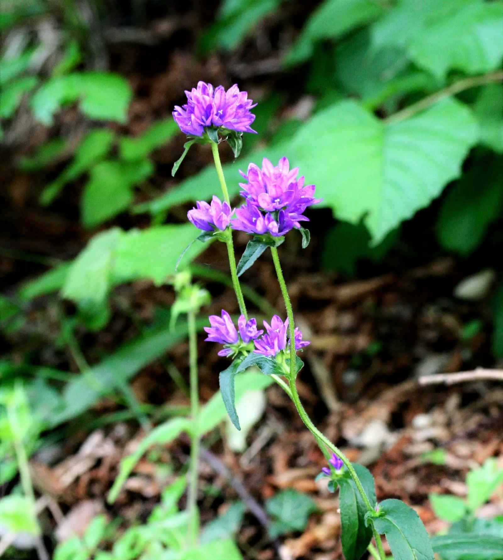 Danesblood Bellflower (Campanula Glomerata) — perennial herbaceous plant that provides a vibrant splash of color to any landscape; it is recommended to plant