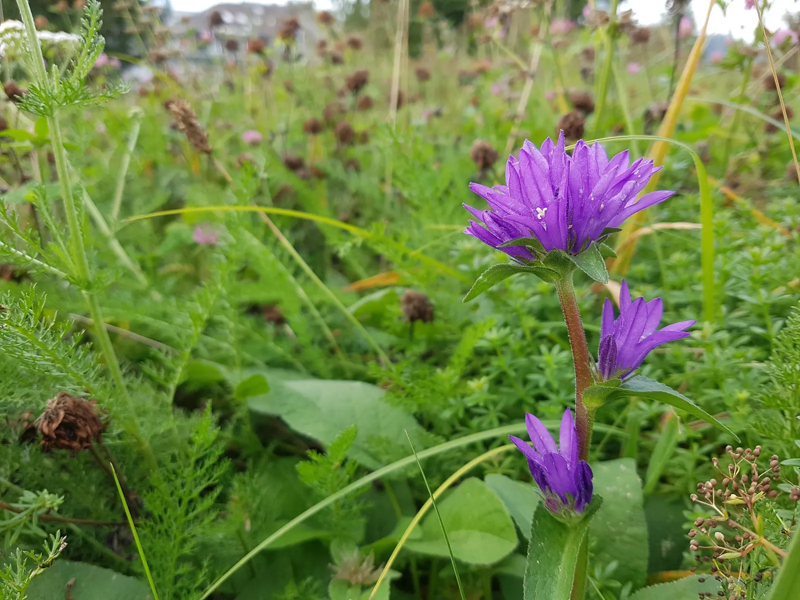 Danesblood Bellflower (Campanula Glomerata) — Attracts pollinators while resisting deer, it's perfect for a vibrant, wildlife-friendly landscape, image 98