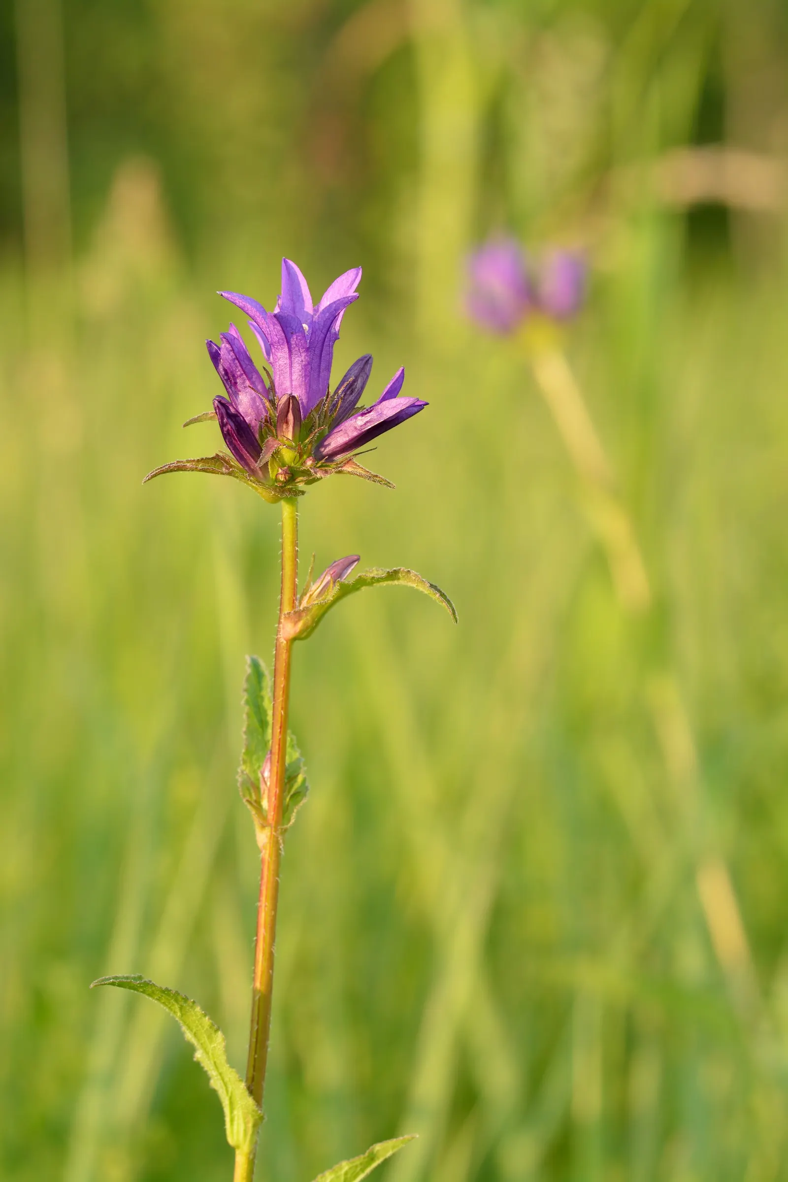 Danesblood Bellflower (Campanula Glomerata) — scientifically known as Campanula glomerata